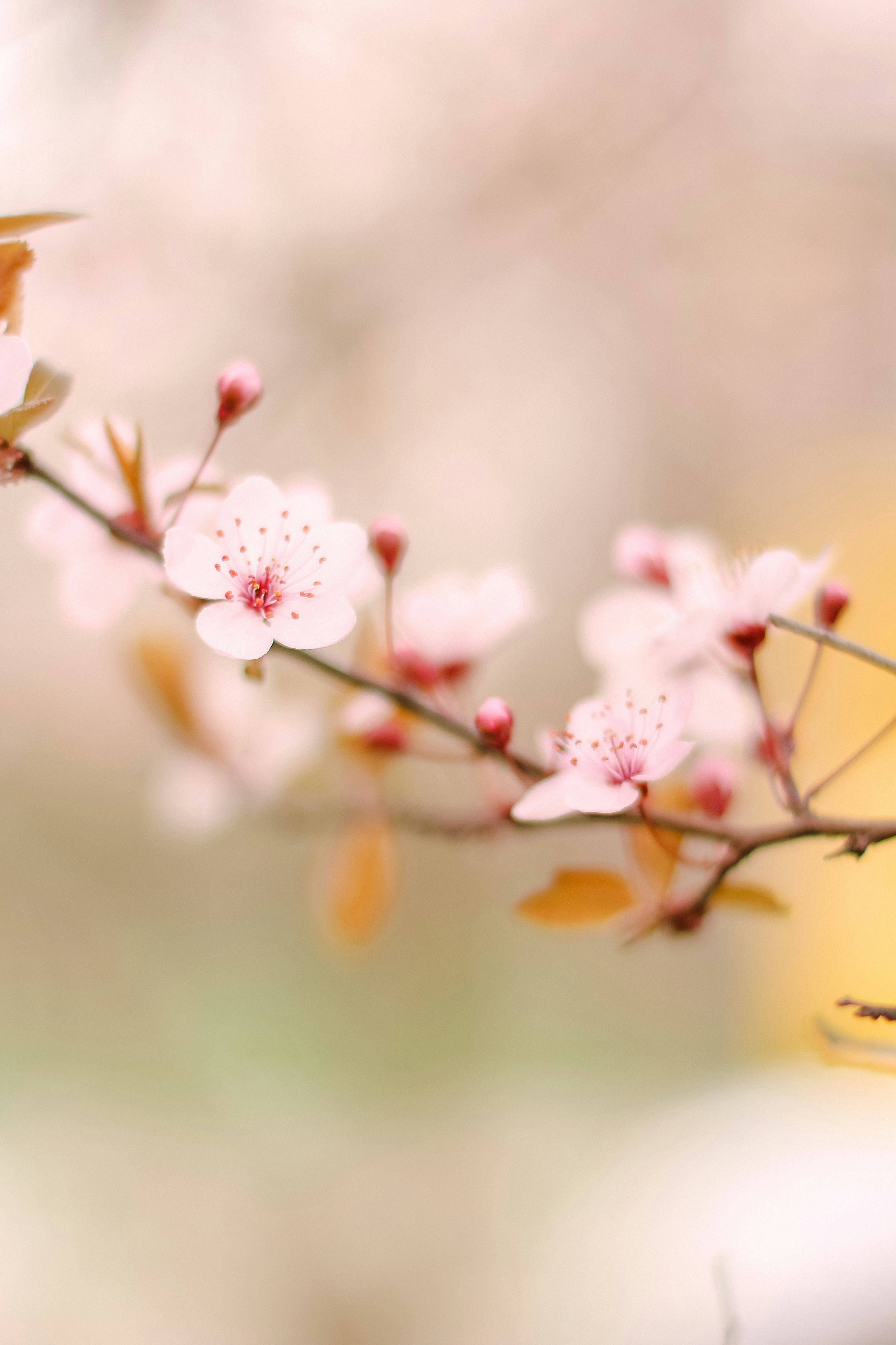 Photo by ankumpan