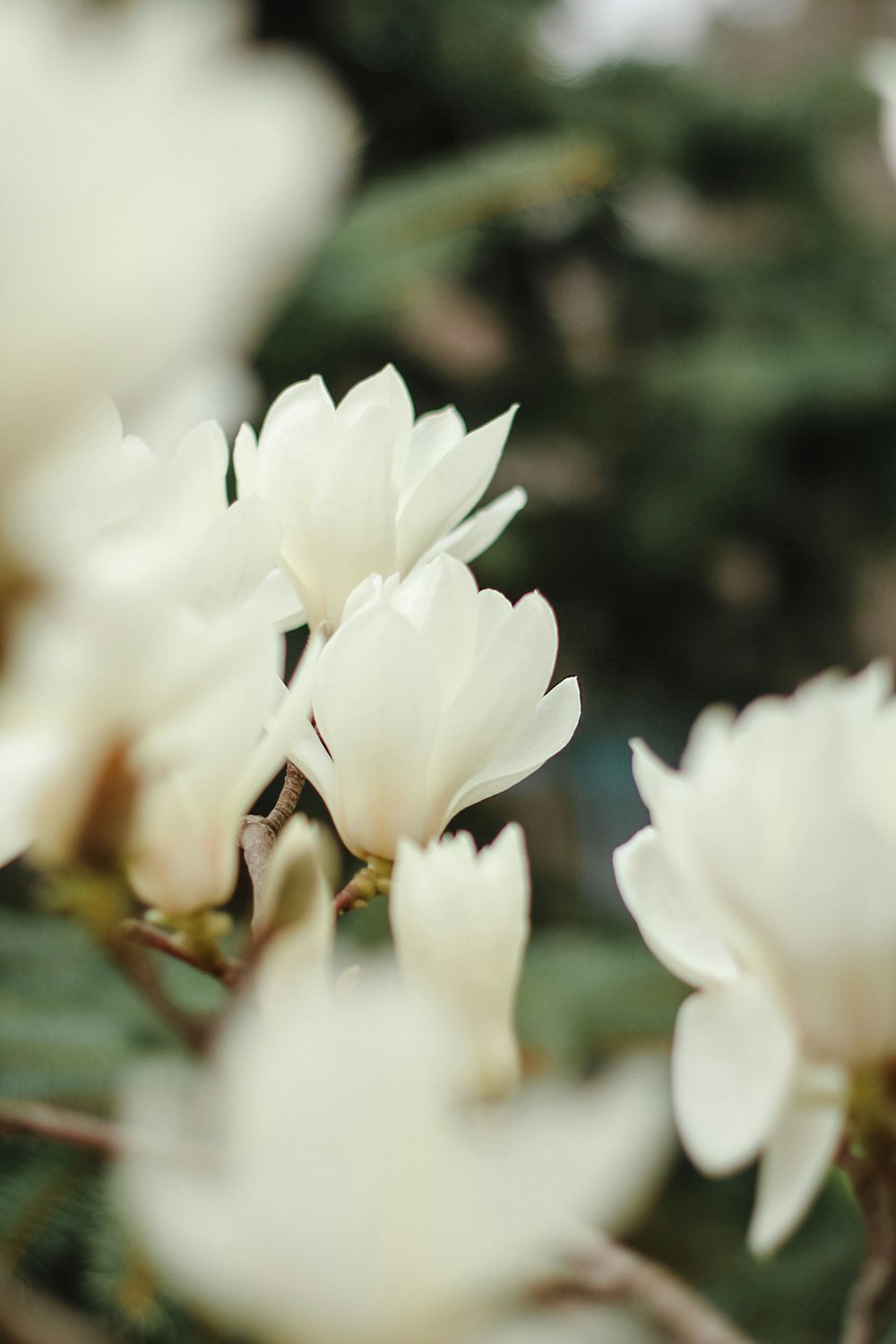 a bunch of white flowers that are on a tree