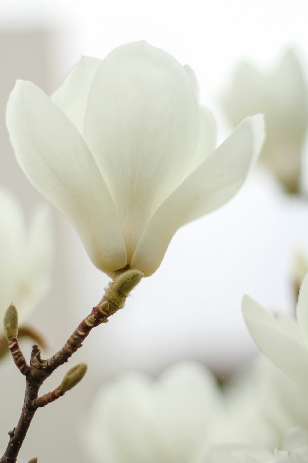 a close up of a white flower on a tree