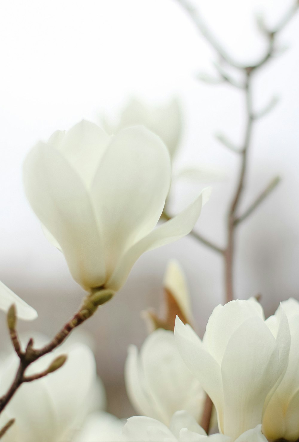 um ramo de flores brancas que estão em uma árvore