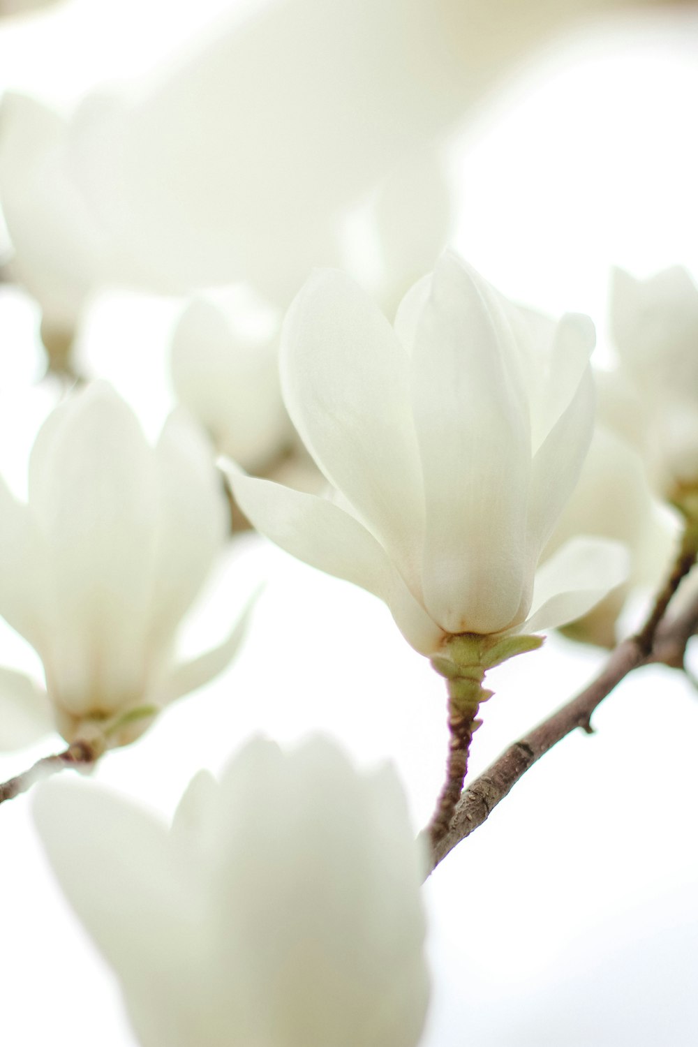 a close up of a branch with white flowers