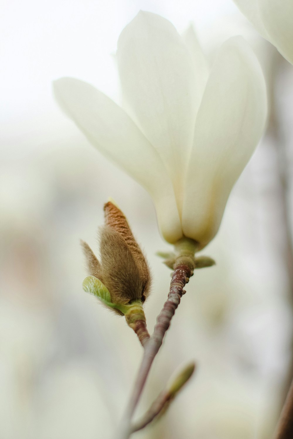 a close up of a white flower with a blurry background