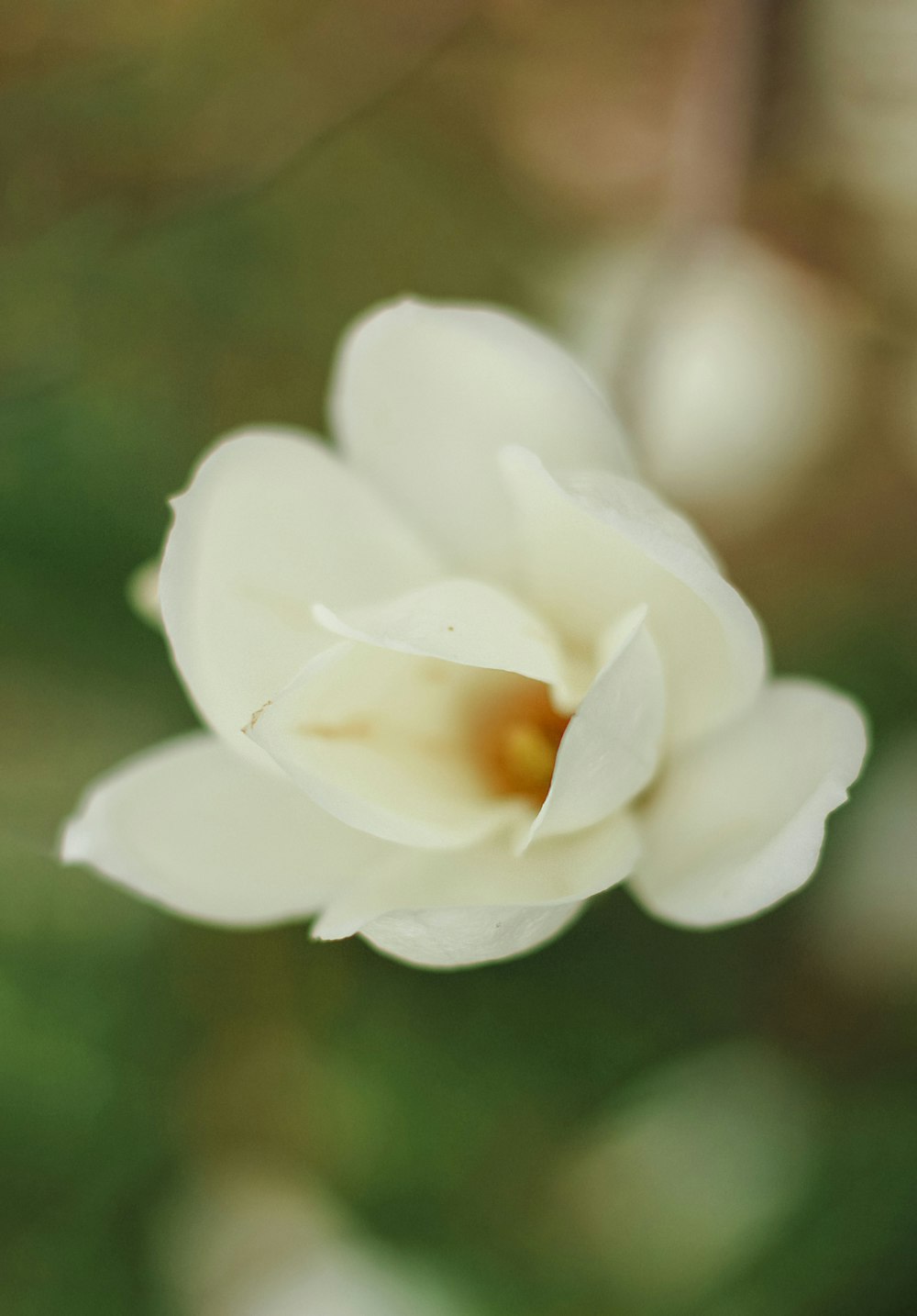 a close up of a white flower with a blurry background