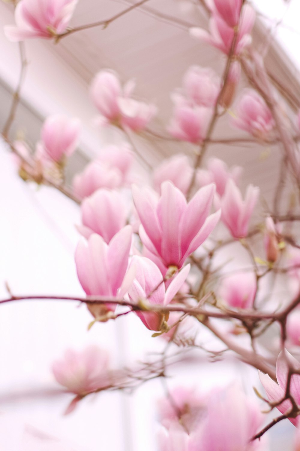 a bunch of pink flowers that are on a tree