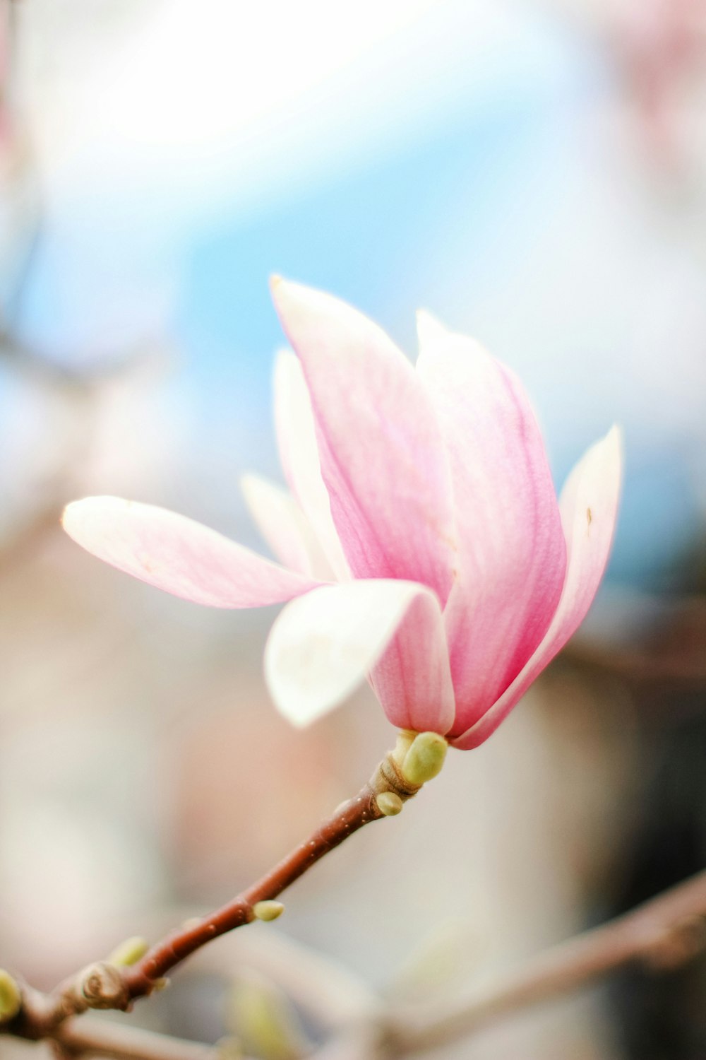 a close up of a pink flower on a tree branch