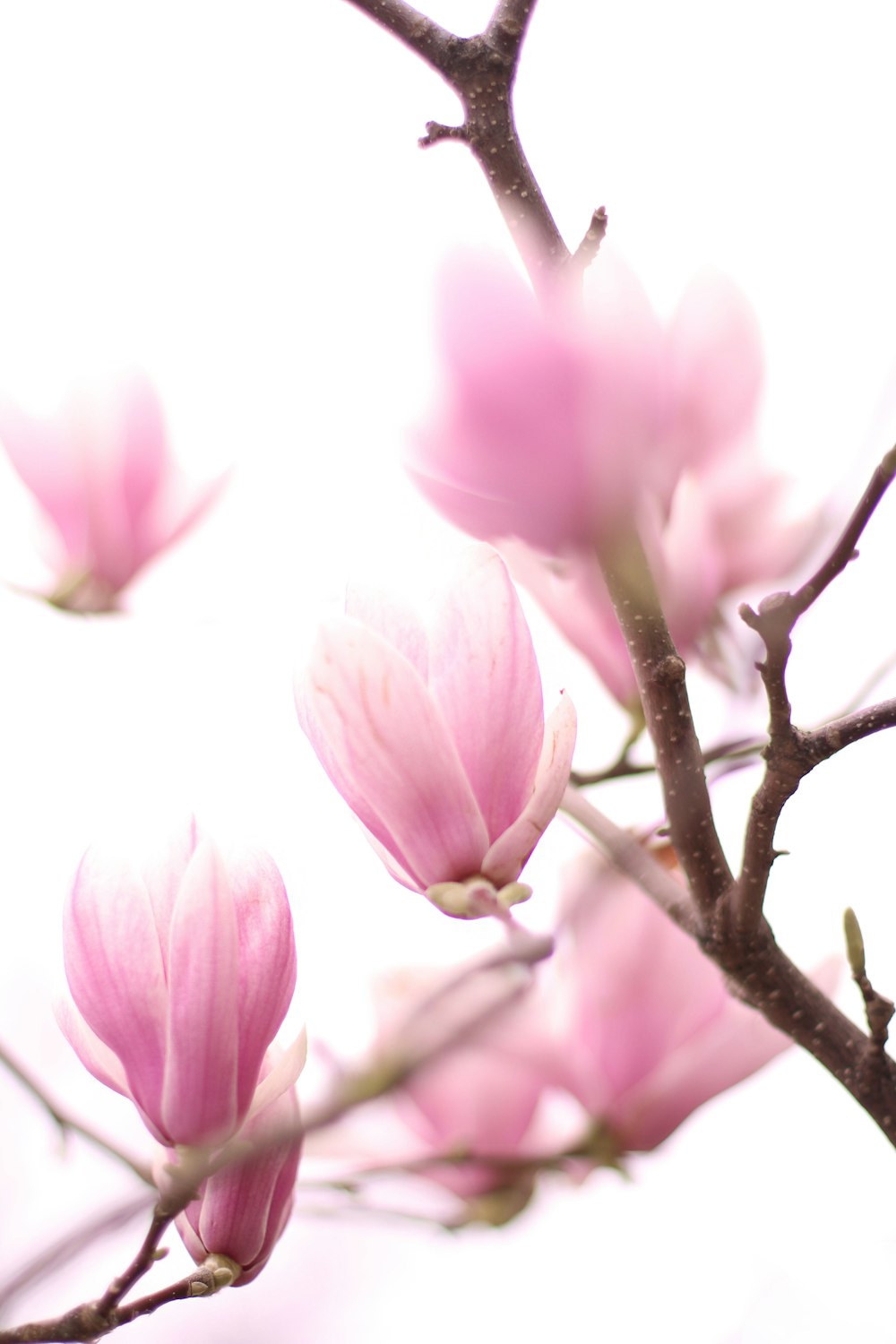 pink flowers are blooming on a tree branch