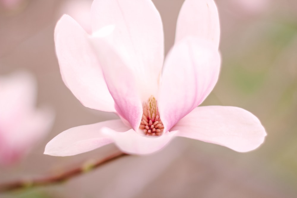 a close up of a pink flower with a blurry background