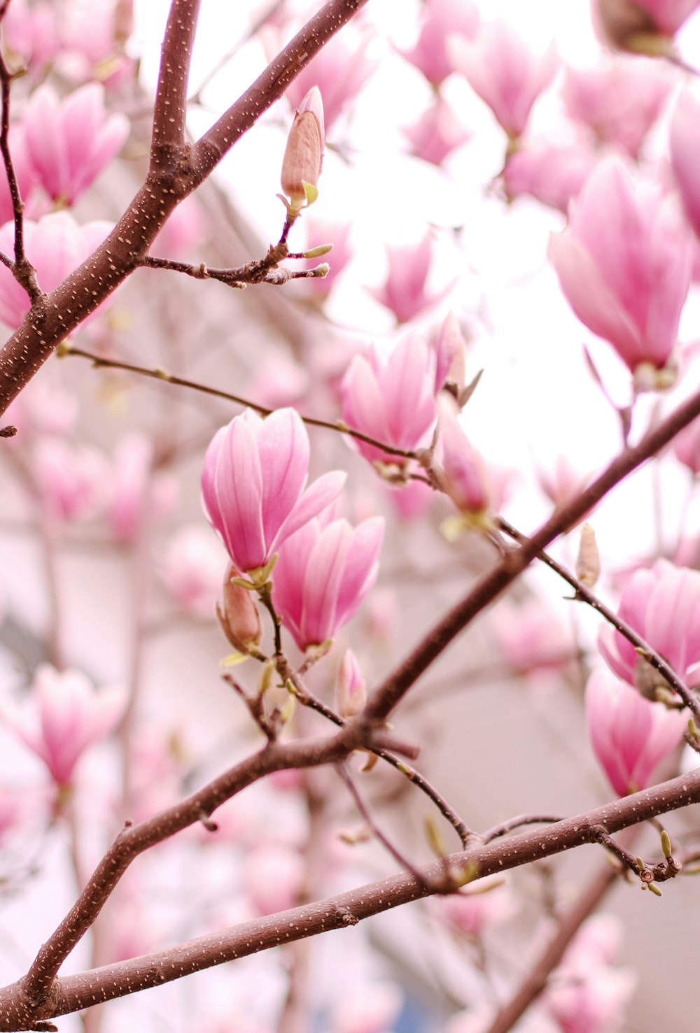 a tree with pink flowers in front of a building