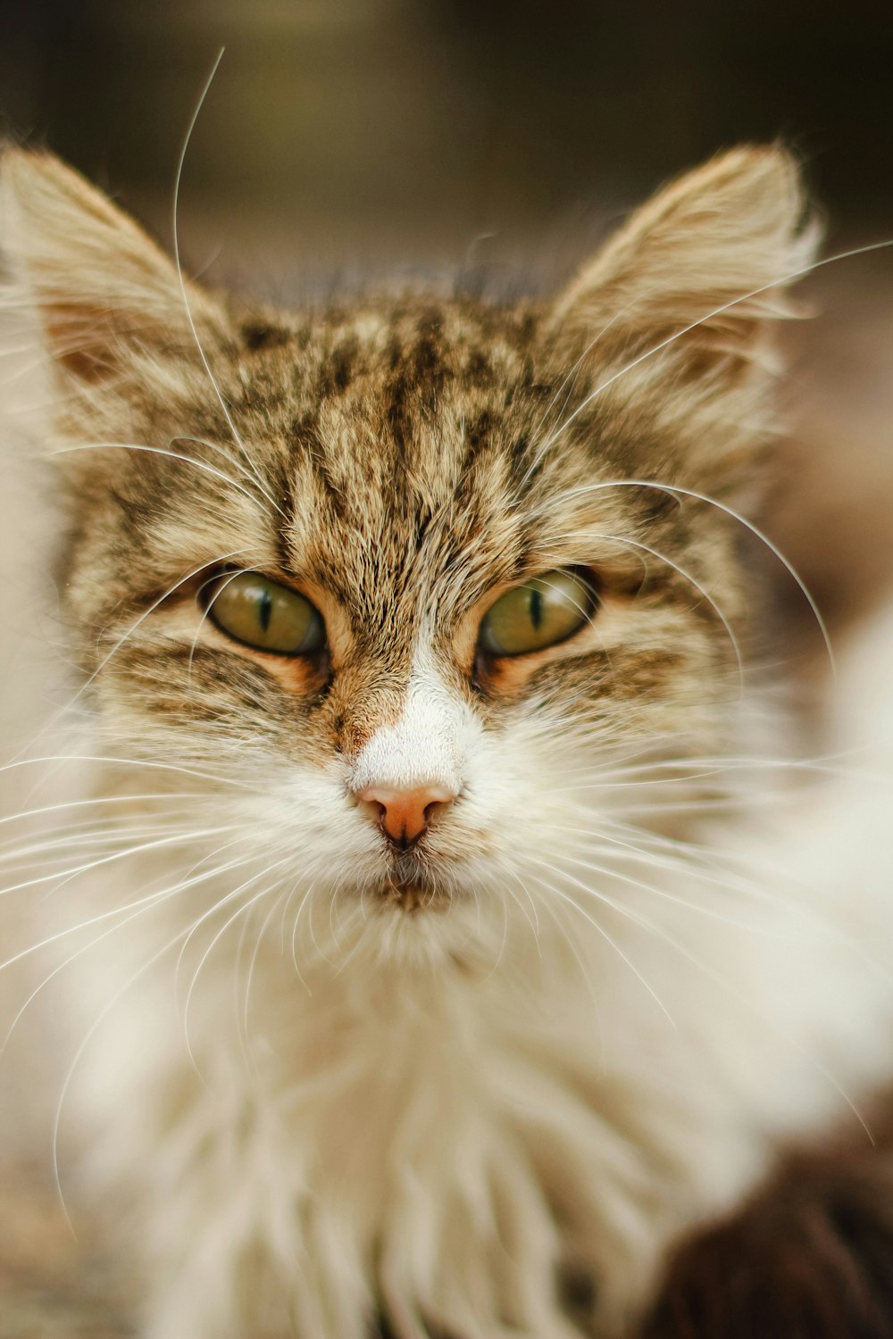 a close up of a cat looking at the camera