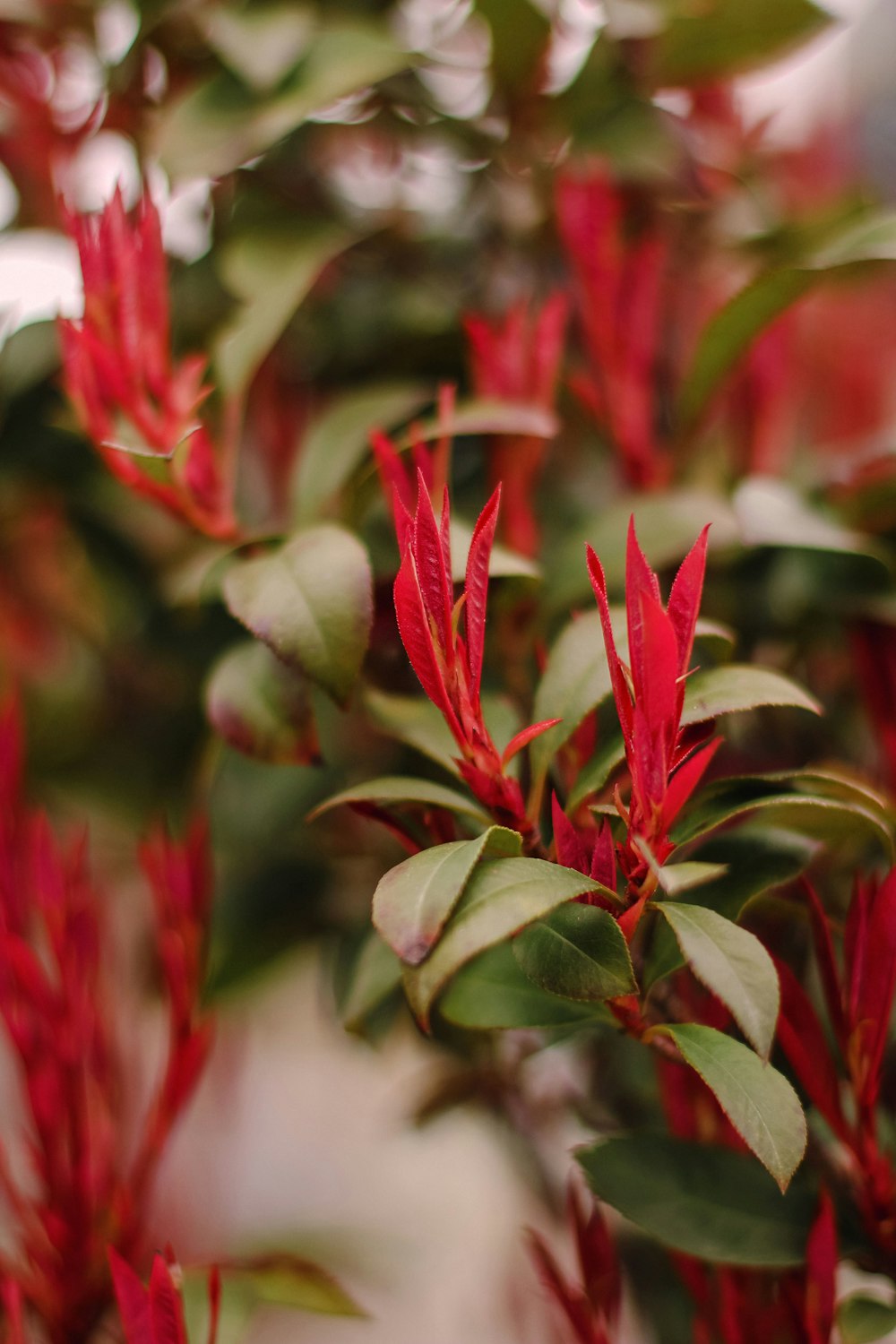 a close up of a bush with red flowers