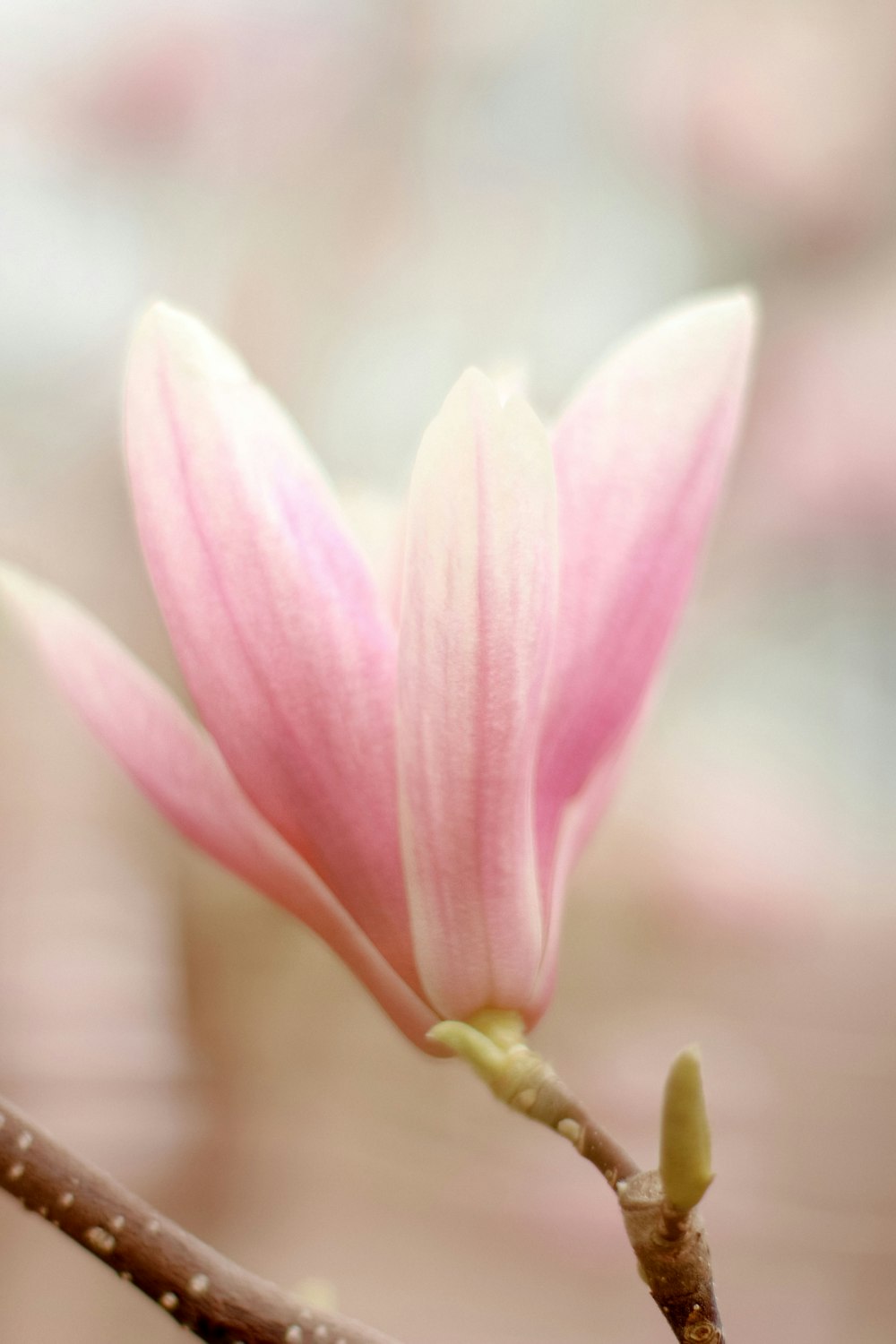 a close up of a pink flower on a tree branch