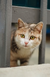 A curious cat with mixed fur colors peers through metal bars. Its green eyes are wide open, showing an alert and inquisitive expression.