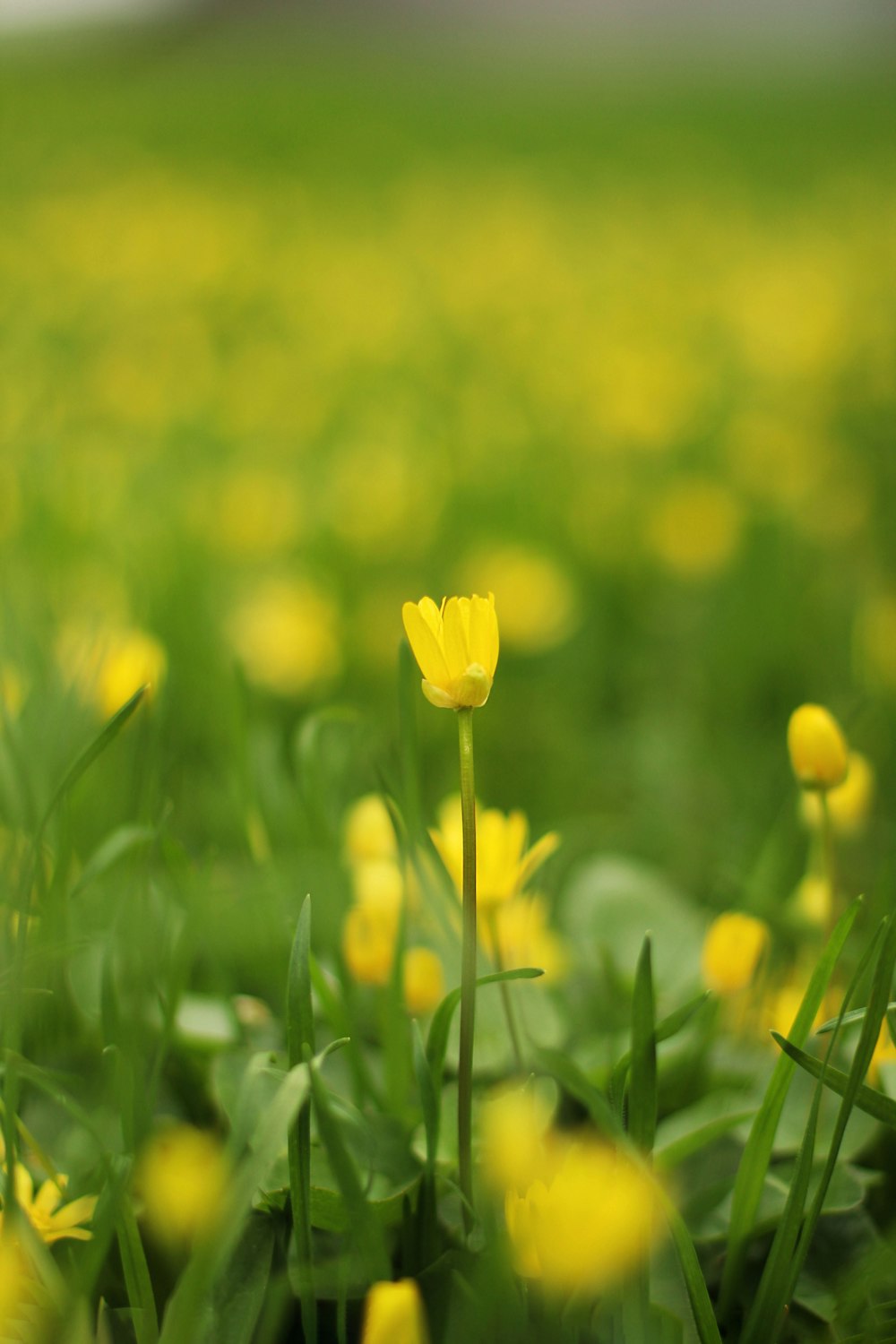 a field full of yellow flowers and green grass
