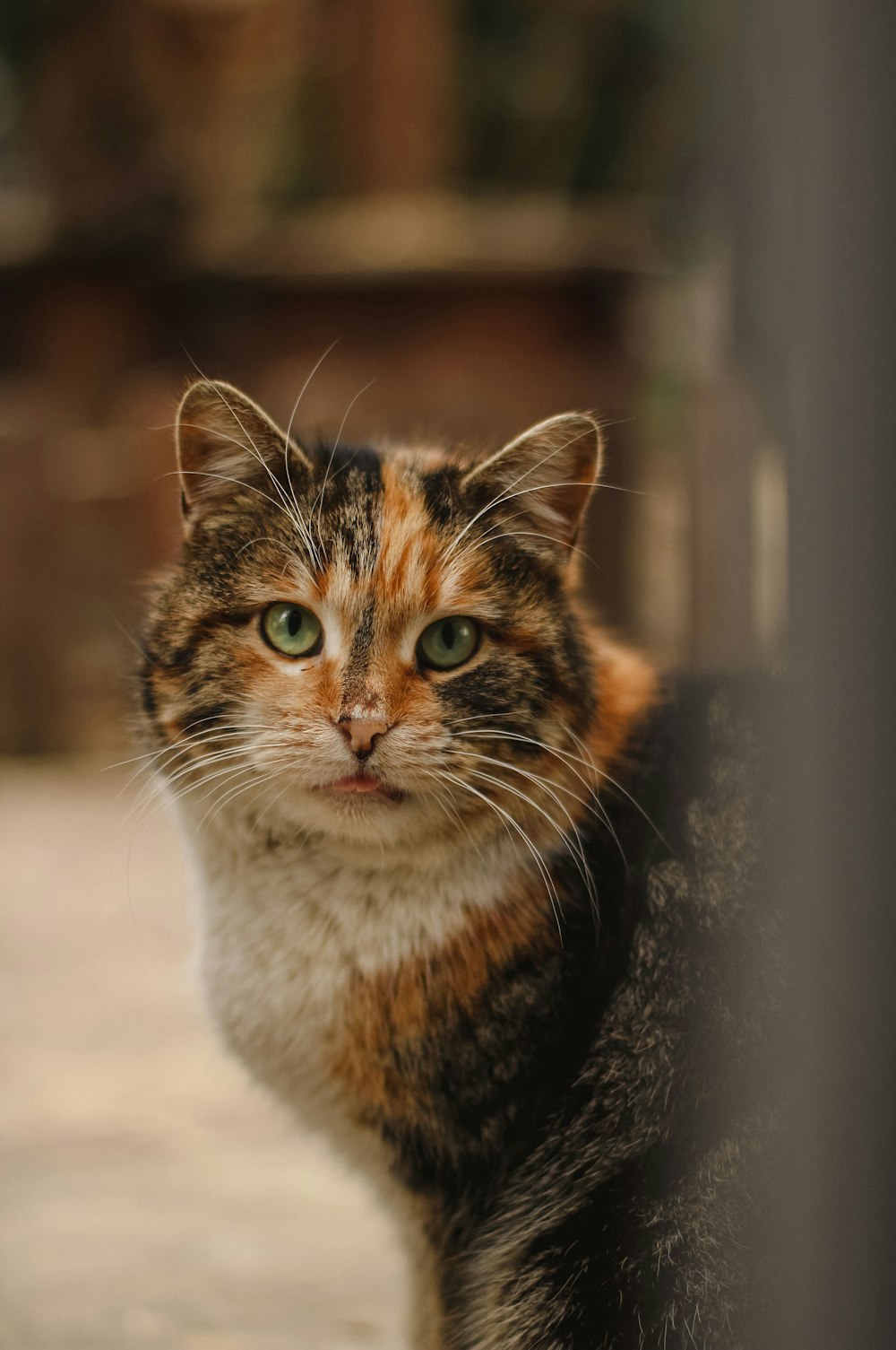 Un primo piano di un gatto vicino a una recinzione