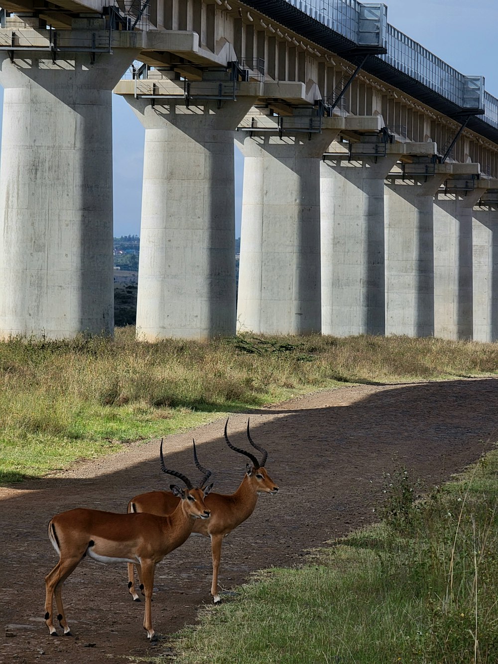 two antelope standing on a dirt road under a bridge