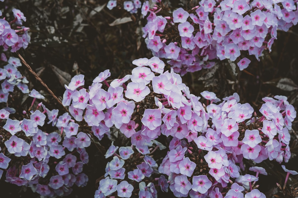 a bunch of pink and white flowers in a field