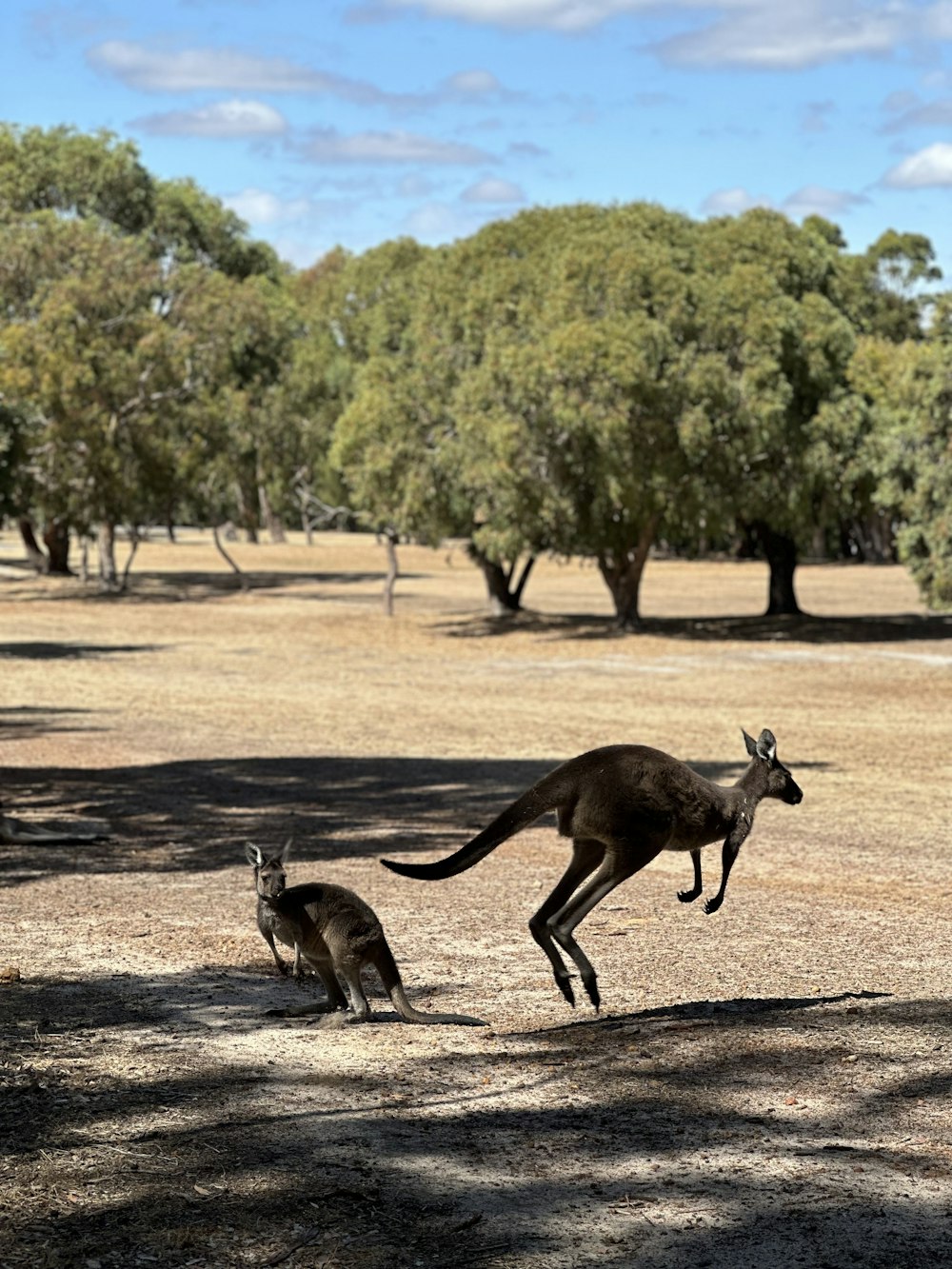 a dog chasing a kangaroo in a field