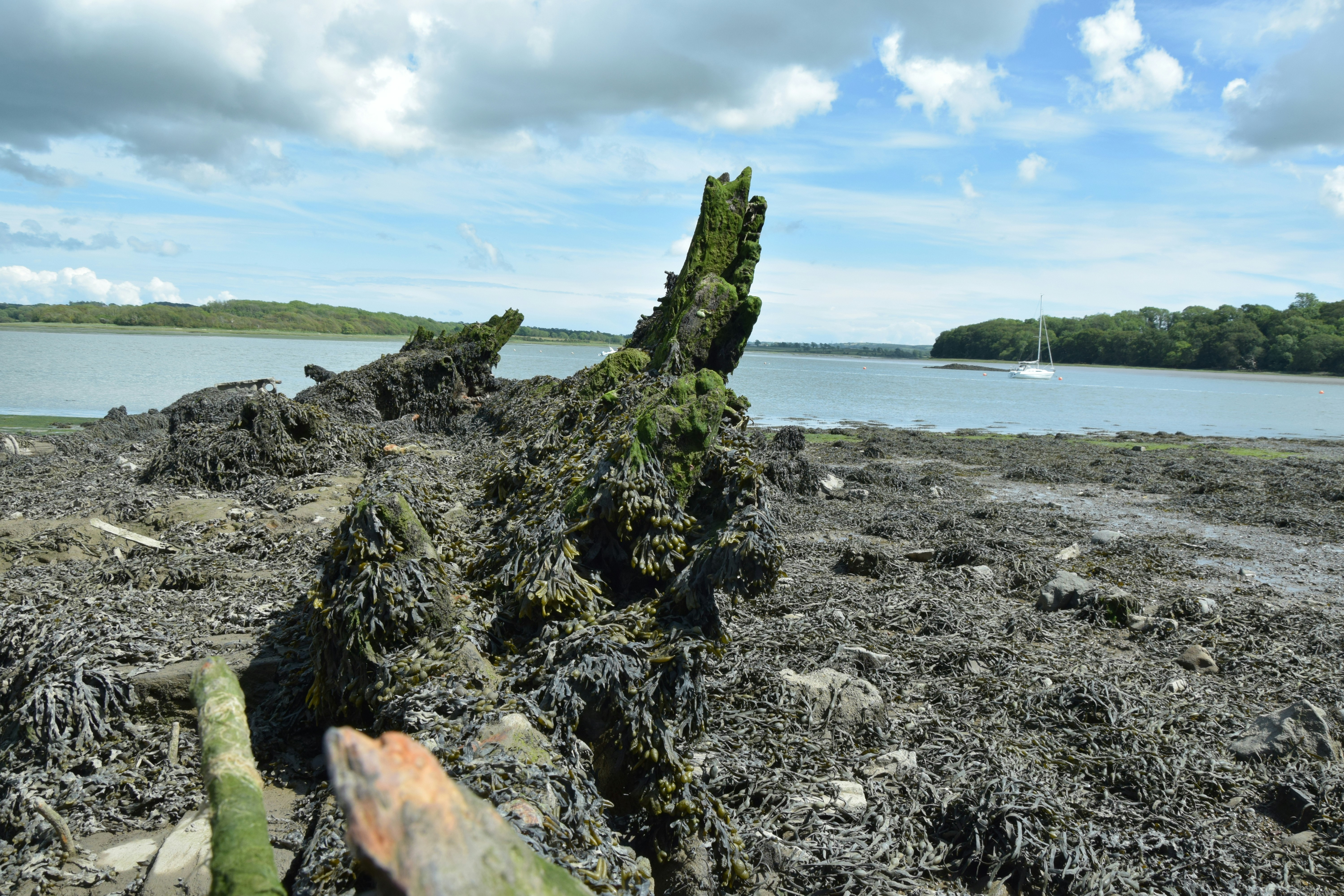 a tree stump on a beach with a body of water in the background