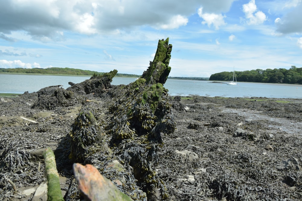 a tree stump on a beach with a body of water in the background