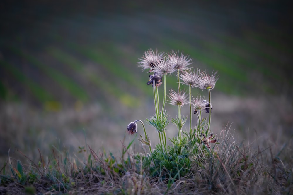 a couple of flowers that are in the grass