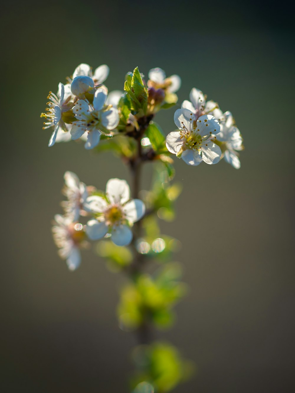 a close up of a flower on a plant