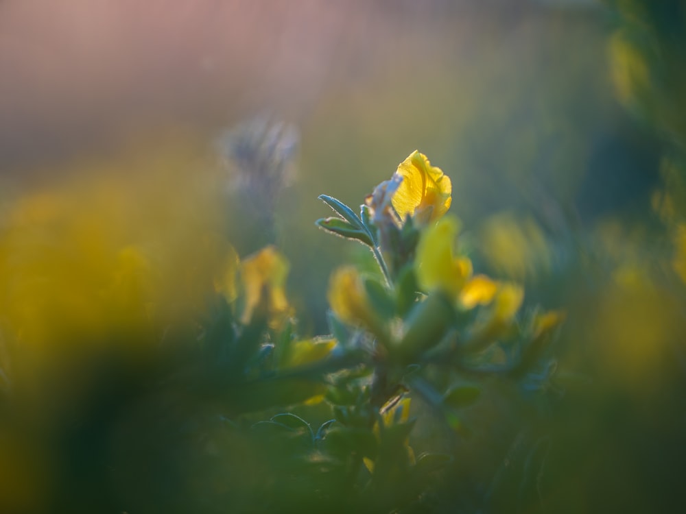 a close up of a yellow flower with blurry background