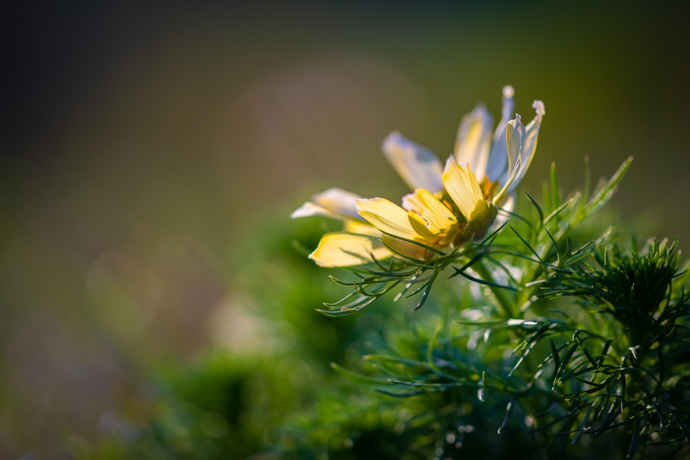 a close up of a yellow flower on a plant