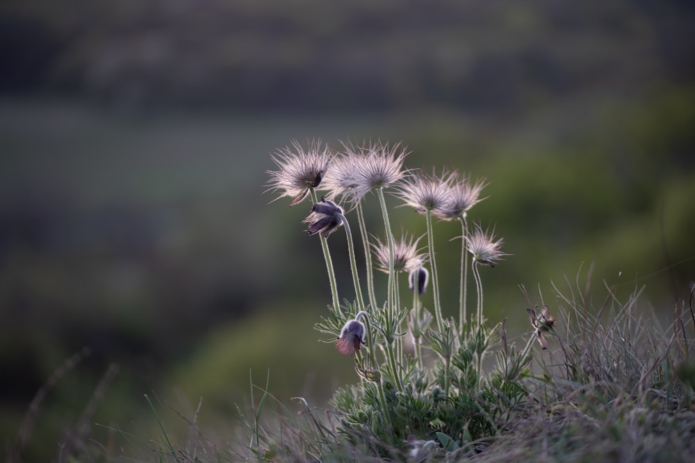 a bunch of flowers that are on a hill