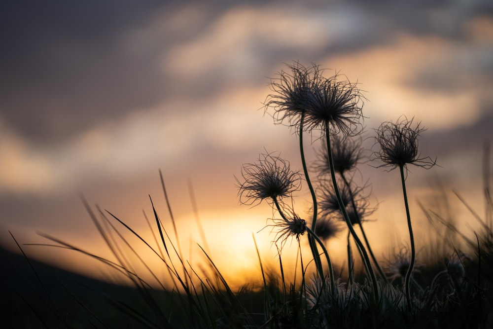 the sun is setting behind some tall grass