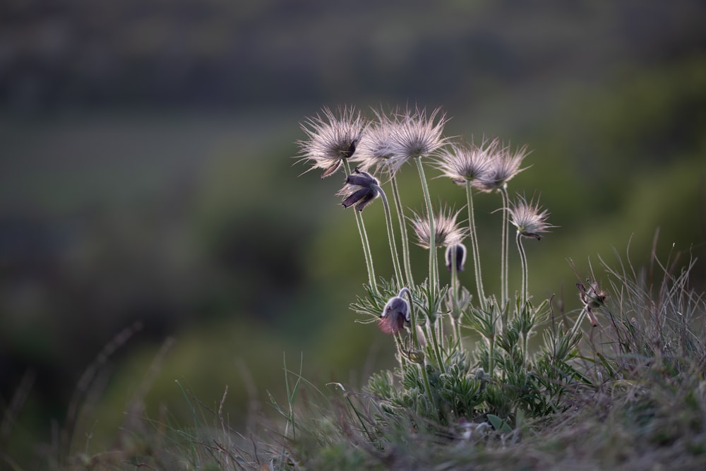 a couple of birds sitting on top of a plant