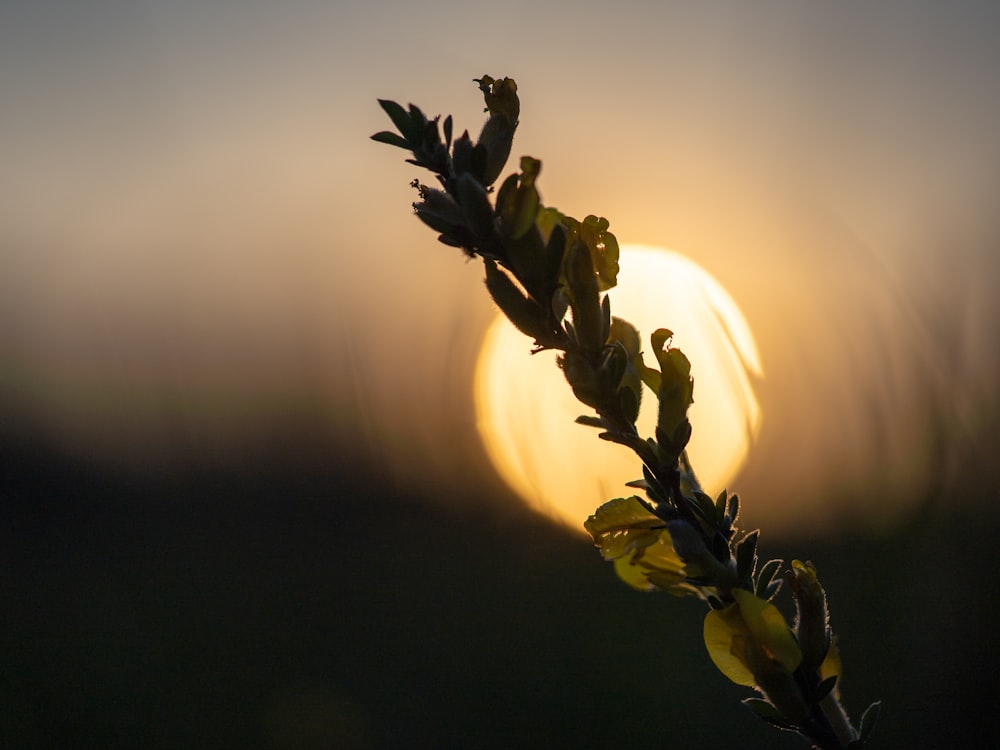 the sun is setting behind a tree branch