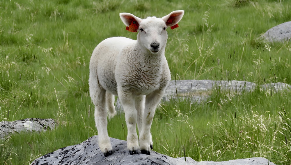 ein Lamm, das auf einem Felsen in einem grasbewachsenen Feld steht