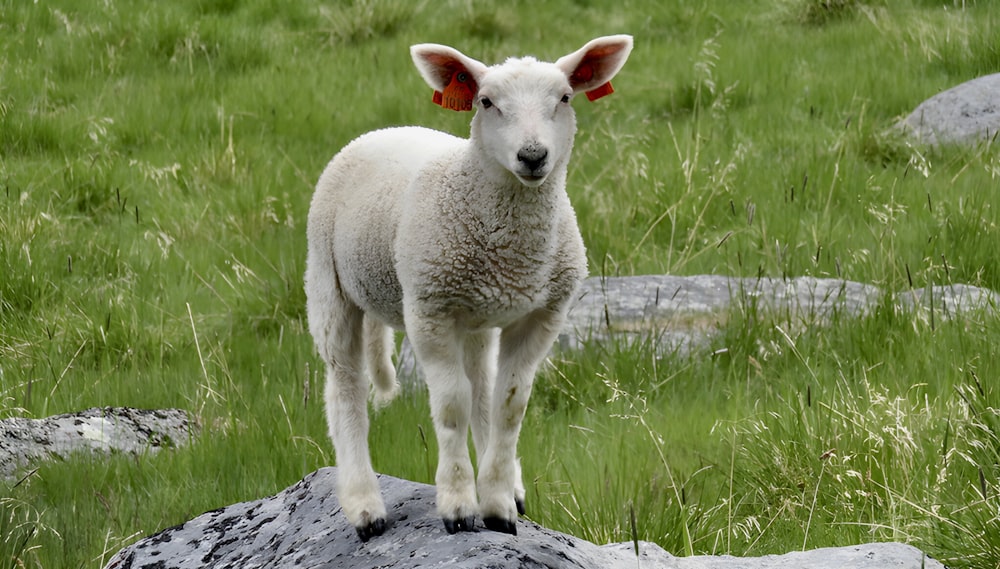 a lamb standing on a rock in a grassy field
