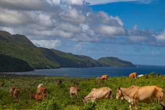 Cows graze on lush green vegetation in the foreground with a backdrop of rolling hills and a scenic coastline. The ocean stretches out under a sky filled with fluffy clouds.