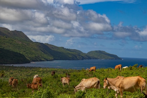 Cows graze on lush green vegetation in the foreground with a backdrop of rolling hills and a scenic coastline. The ocean stretches out under a sky filled with fluffy clouds.