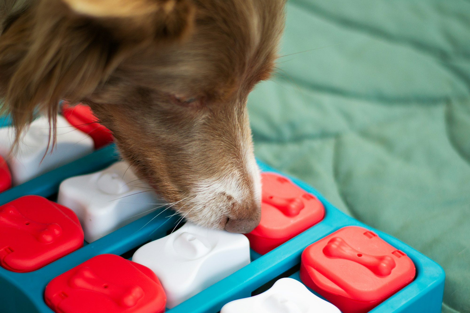 DIY Puppy Training Games