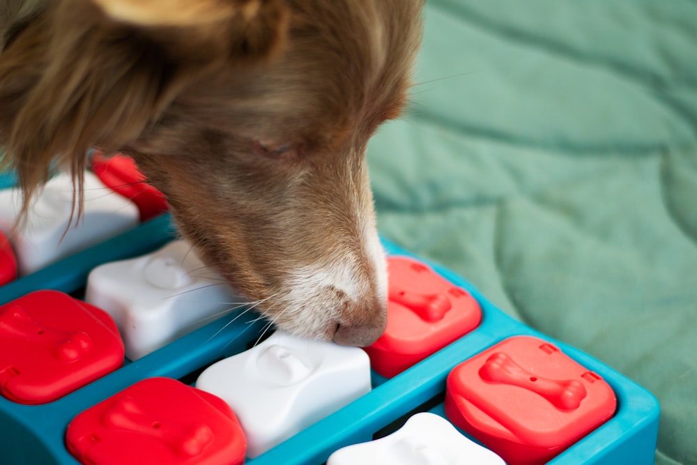 a brown and white dog eating out of a blue and red toy