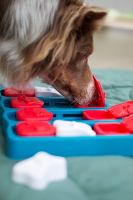 A dog is closely examining or playing with a puzzle toy, which consists of red and white pieces on a blue base. The setting seems to be an indoor space with a green cushioned surface beneath the toy.