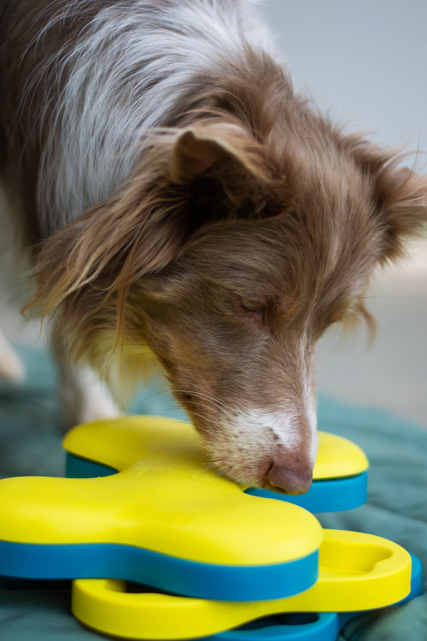 Border collie using a colorful food puzzle indoors