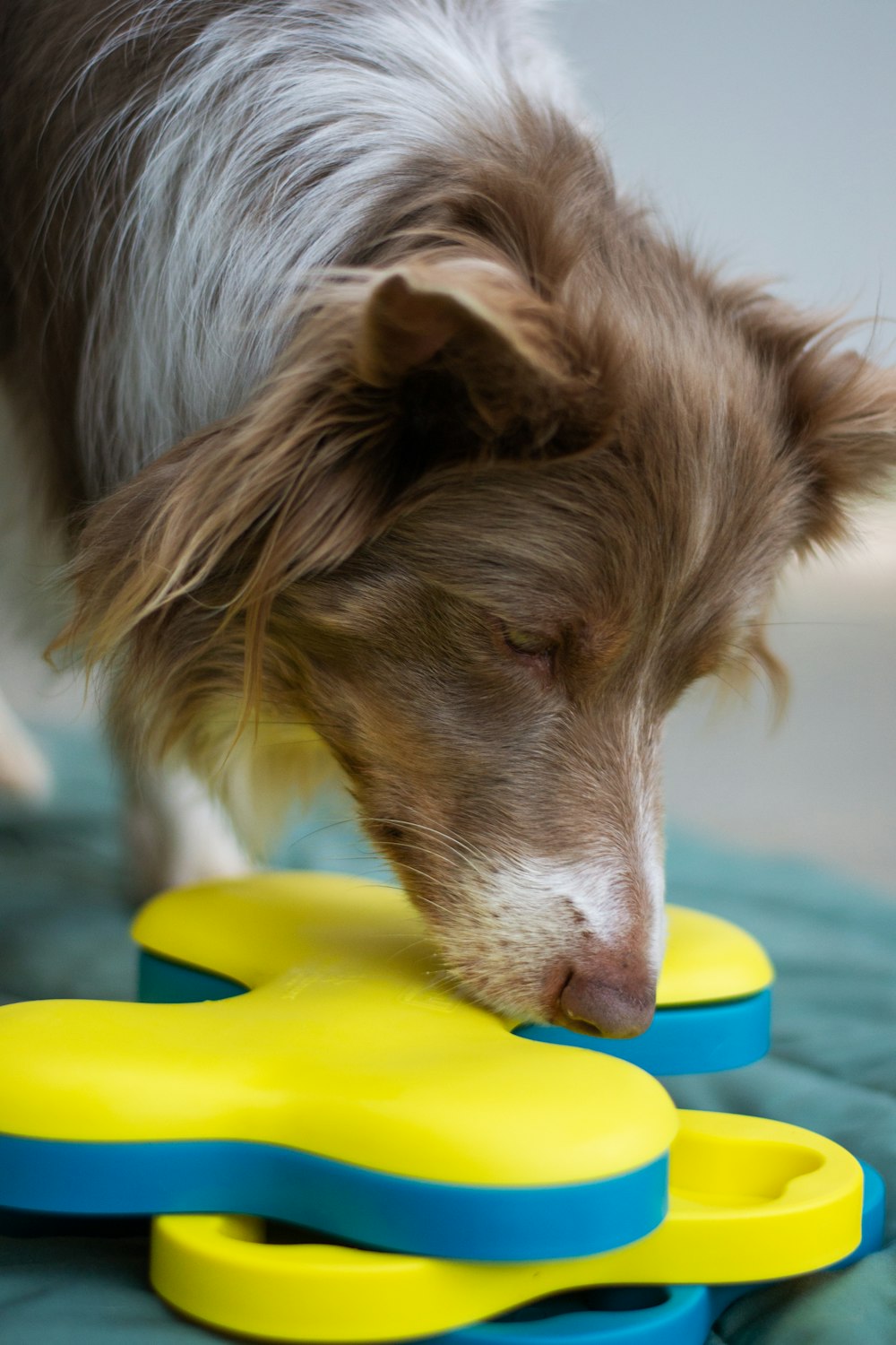 a dog playing with a toy on the floor