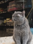 A cat person happily shopping for pet supplies in a store.