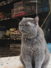 A fluffy, gray cat wearing a collar with a small bell is sitting upright. Behind it are shelves with various pet supplies, including bird cages and bags. The setting seems to be a pet store or an area with pet-related items.