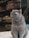 A fluffy, gray cat wearing a collar with a small bell is sitting upright. Behind it are shelves with various pet supplies, including bird cages and bags. The setting seems to be a pet store or an area with pet-related items.