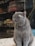 A fluffy, gray cat wearing a collar with a small bell is sitting upright. Behind it are shelves with various pet supplies, including bird cages and bags. The setting seems to be a pet store or an area with pet-related items.