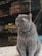 A fluffy, gray cat wearing a collar with a small bell is sitting upright. Behind it are shelves with various pet supplies, including bird cages and bags. The setting seems to be a pet store or an area with pet-related items.