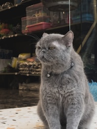 A fluffy, gray cat wearing a collar with a small bell is sitting upright. Behind it are shelves with various pet supplies, including bird cages and bags. The setting seems to be a pet store or an area with pet-related items.