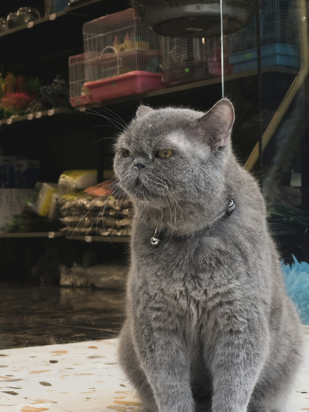 a gray cat sitting on top of a table