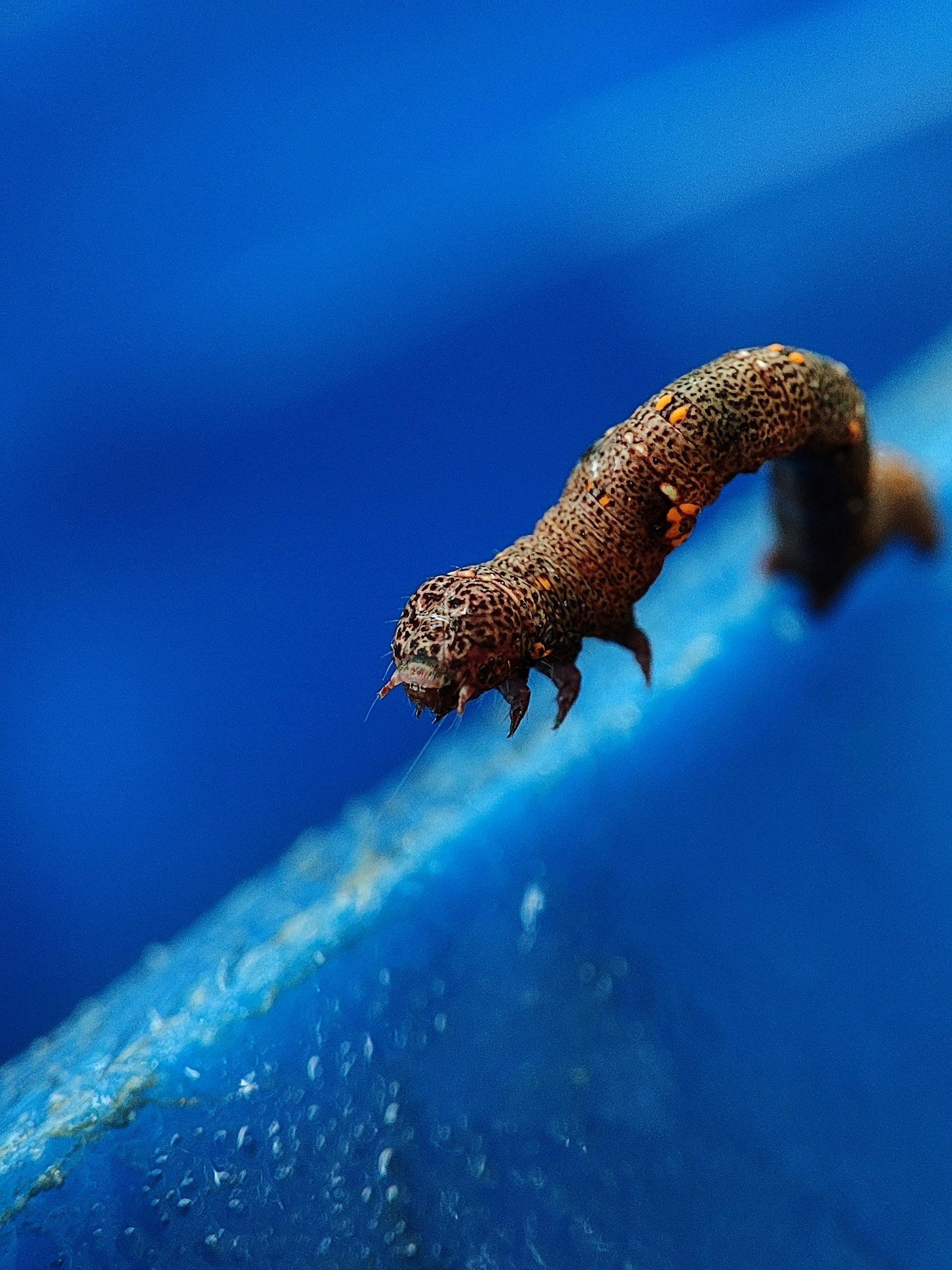 una oruga arrastrándose sobre una superficie azul