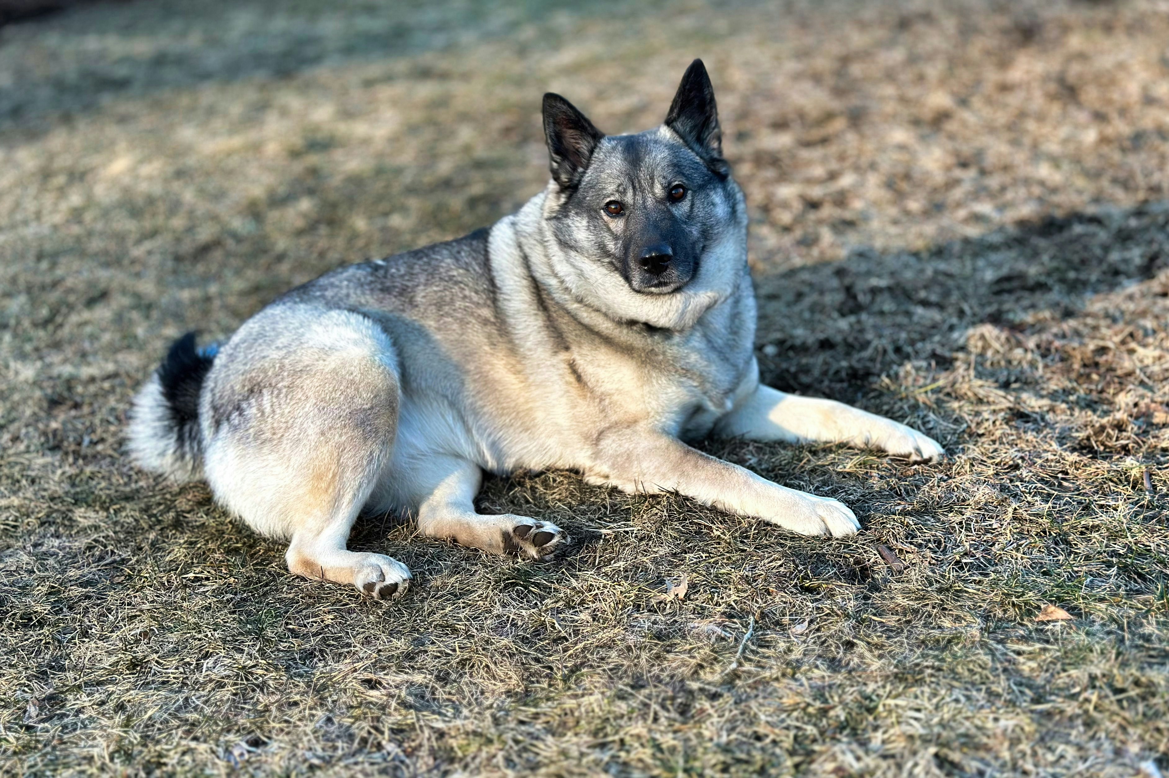 Norwegian Elkhound sitting on grass
