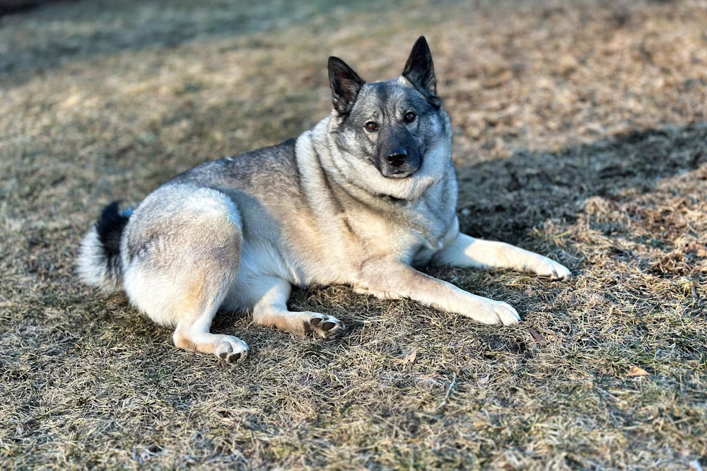 Norwegian Elkhound, photo 1